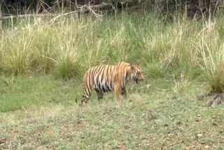 SATPURA TIGER RESERVE SAW TIGER