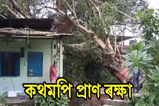 HUGE TREE FELL ON A HOUSE