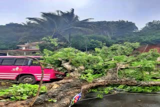 Tree Fell On A Private Bus Running In Adimali Idukki