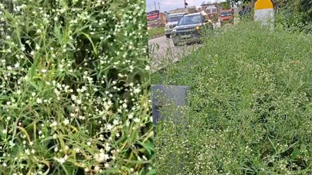 terrible spread of the poisonous weed parthenium in NH 27 in Baksa district