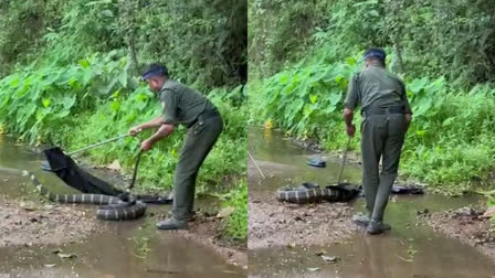 KING COBRA WAS CAUGHT  KING COBRA FROM CHEMBUKADAVU  RAPID RESPONSE TEAM  രാജവെമ്പാലയെ പിടികൂടി