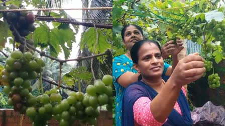 GRAPE CULTIVATION  GRAPE CULTIVATION IN KANNUR  മുന്തിരി കൃഷിയിൽ വിജയിച്ച് ശോഭ  മുന്തിരി കൃഷി