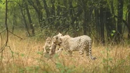 CHEETAH GAMINI ENJOY IN RAIN