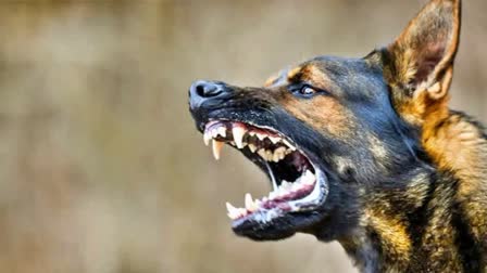 STRAY DOG ATTACK  തെരുവ് നായയുടെ ആക്രമണം  STRAY DOG ATTACK ADOOR  അടൂരിൽ തെരുവ് നായ ആക്രമണം