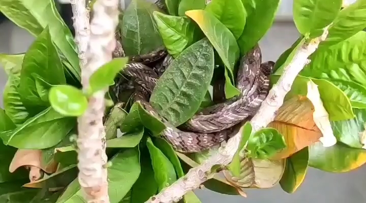 Snake in Panna Collectorate Office