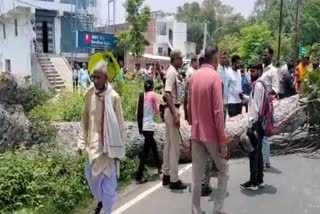 GAYA TREE BRANCH COLLAPSE