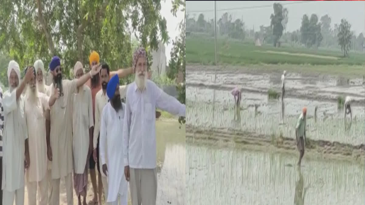Paddy and maize crops were destroyed by water in Amritsar