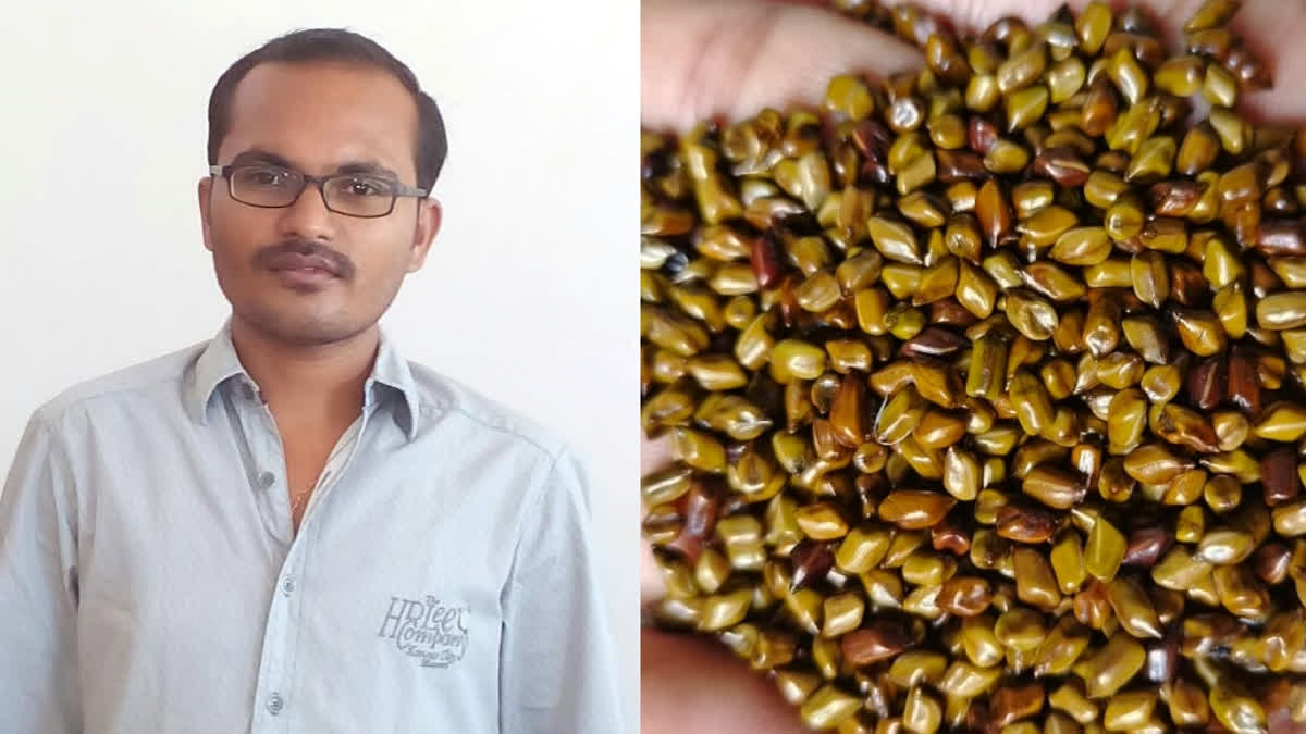 Madhya Pradesh man strikes gold by exporting seeds of wild monsoon plant to China, Vietnam