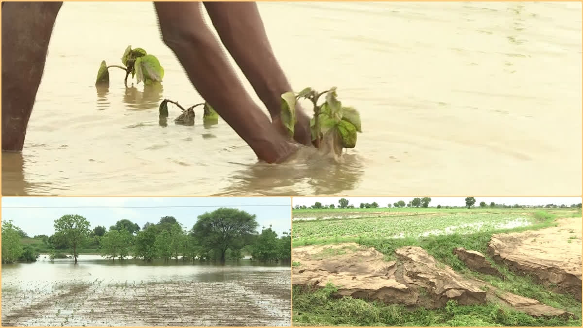 Crop Damage in Adilabad