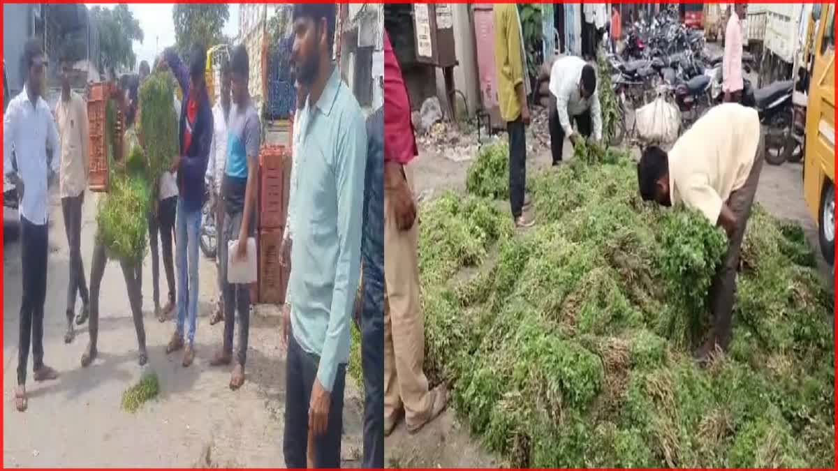 Price Of Coriander Fell