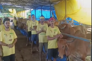 Vinod Singh, a resident of Patna, has initiated a mission 'Oxygen Gaushala' in Vishnupura village, just 25 km from Patna in which the cows squeal to devotional hymns and are not kept for any commercial benefits.