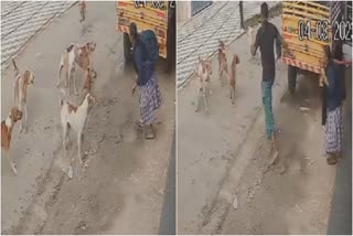 dog attack  dog attack kozhikode  വടകരയിൽ തെരുവനായകളുടെ ആക്രമണം  തെരുവുനായ ആക്രമണം  തെരുവനായ  വിദ്യാർഥിനിക്ക് നേരെ തെരുവുനായ ആക്രമണം  stray dog attack  vadakara stray dog attack  stray dog attack school student in Vadakara