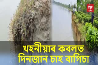 Erosion of Dibru River at Dinjan Tea Estate