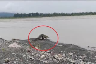 Crocodile video viral in Rishikesh