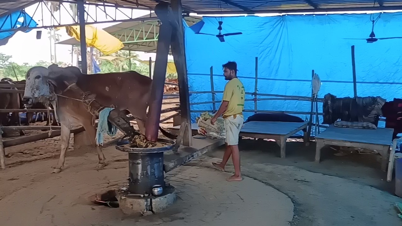 कोल्हू से तेल निकालने के काम आता है बैल