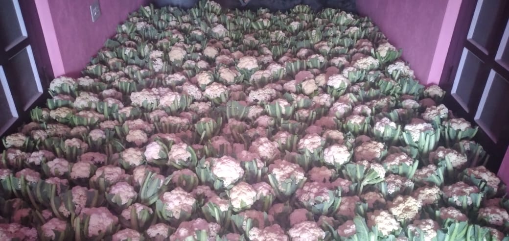 Cauliflower throw in Seraj.