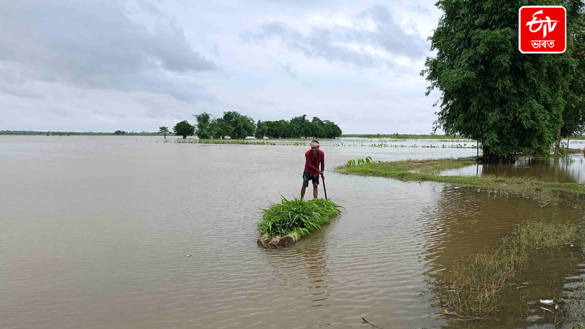 Dhemaji Veterinary Officer