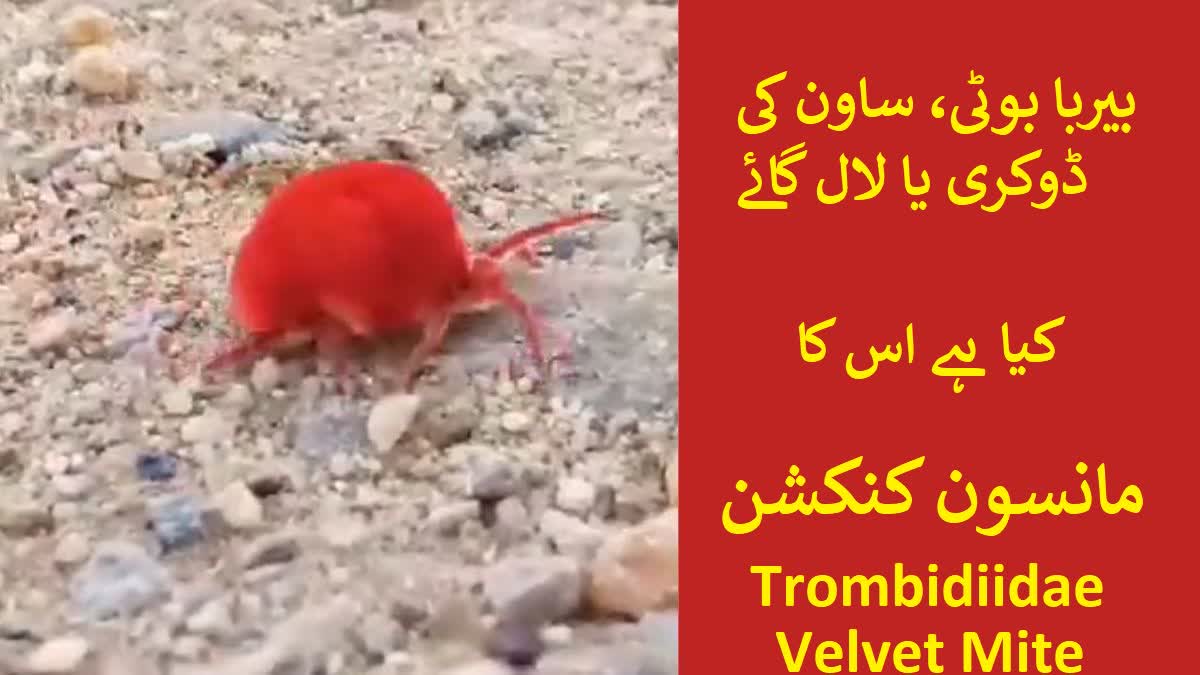 seeing a Velvet Mite insect the sawan dokri, Trombidiidae means good monsoon