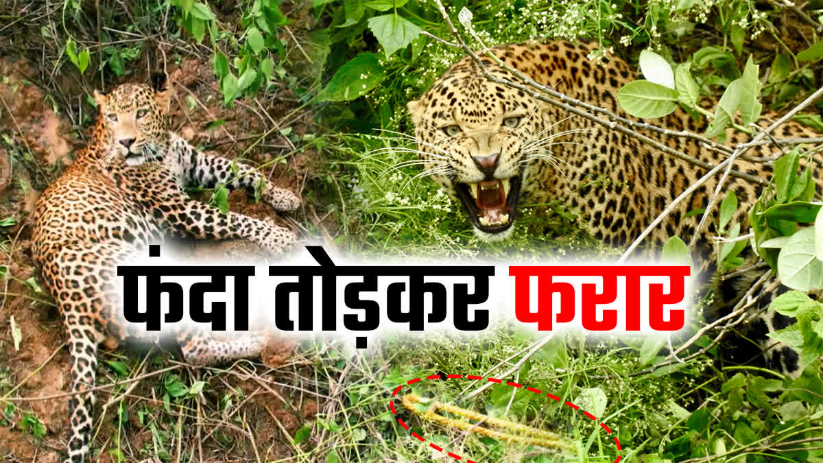 POACHERS TRAPPED LEOPARD