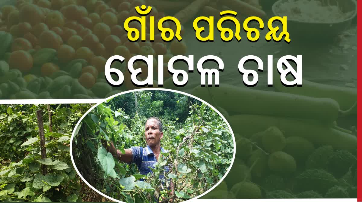 Pointed Gourd Farming