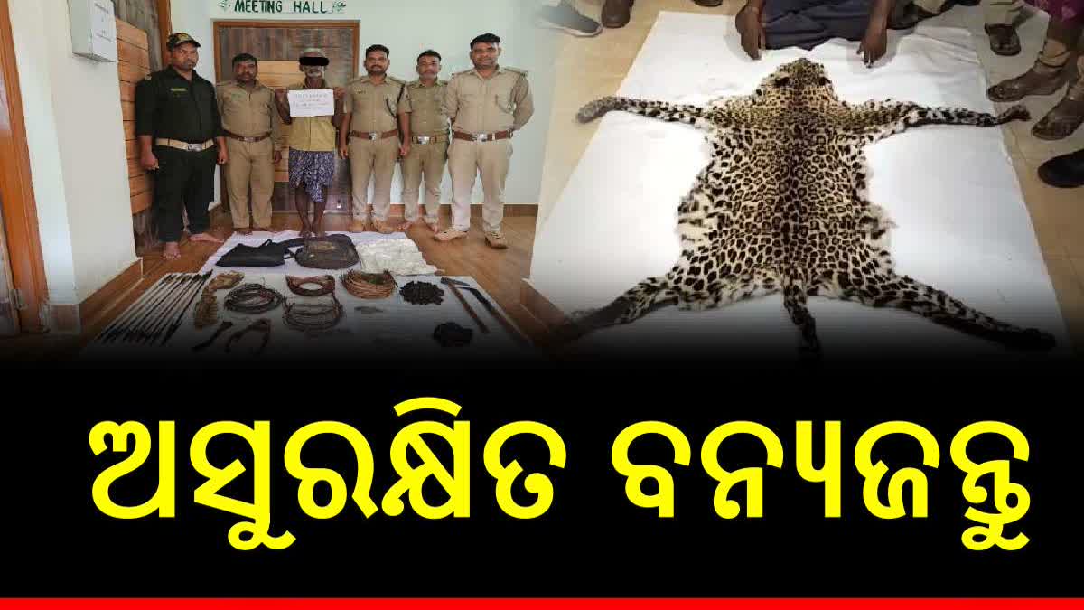 Skin Body Parts Of Leopard Seized