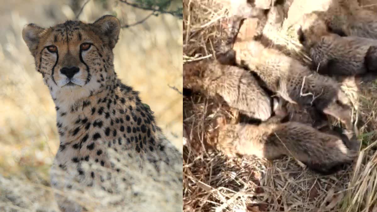 CHEETAH CUB DEATH IN KUNO