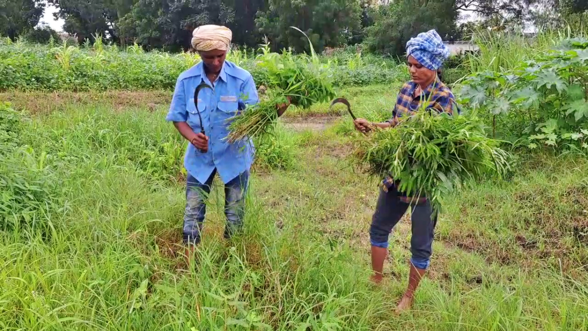 NO MARRIAGE  WORKING IN THE FIELDS  TAKING CARE OF PARENTS  BELAGAVI