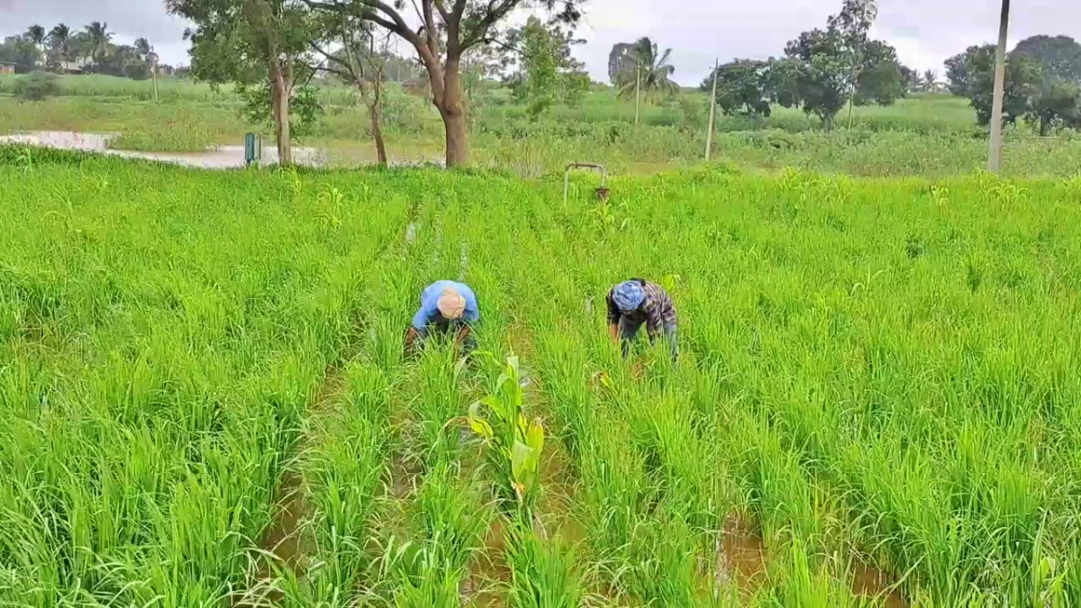 NO MARRIAGE  WORKING IN THE FIELDS  TAKING CARE OF PARENTS  BELAGAVI