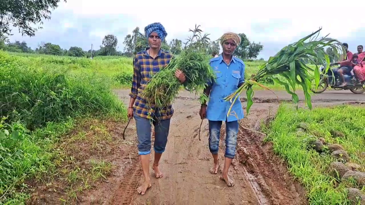 NO MARRIAGE  WORKING IN THE FIELDS  TAKING CARE OF PARENTS  BELAGAVI