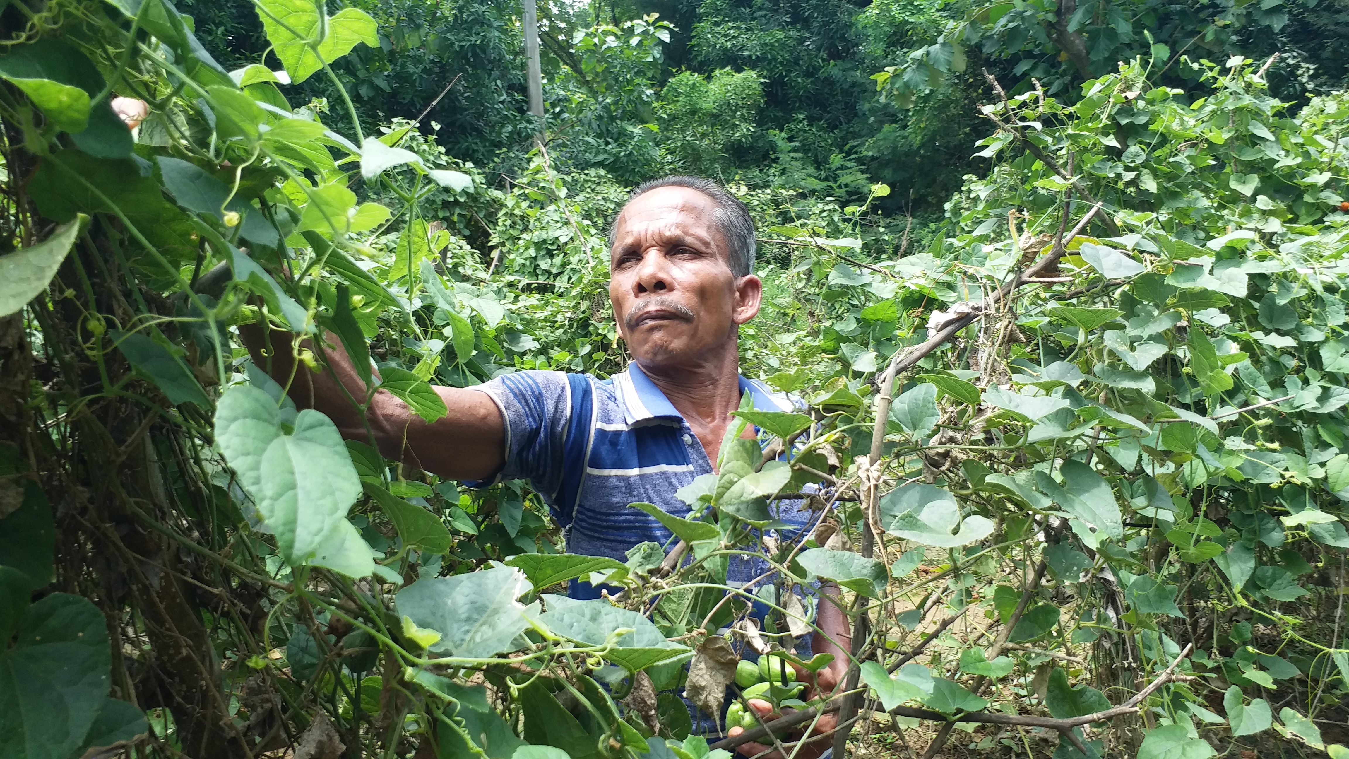 Pointed Gourd Farming