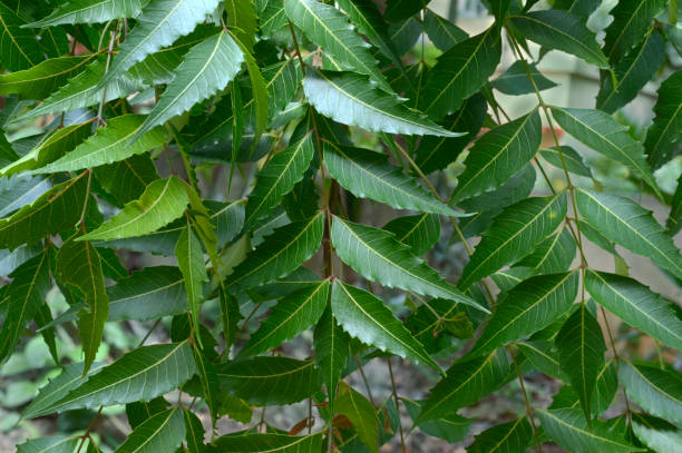 Neem Leaf