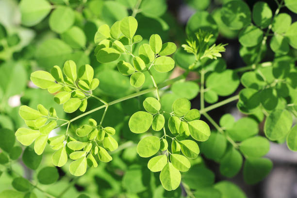 Moringa Leaf