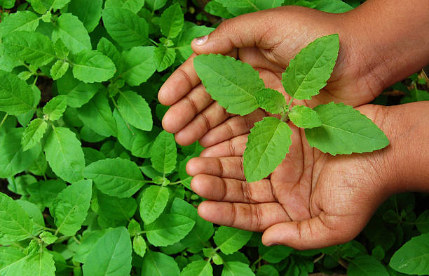 Tulsi Leaf