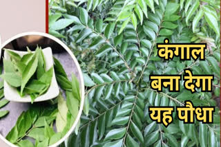 Vastu Tips For Curry Leaf Plants: