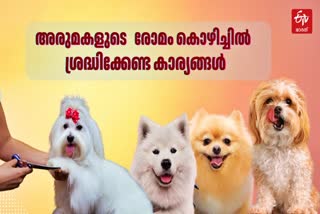 നായ വളർത്തൽ  PET DOGS SUFFER FROM HAIR LOSS  വളർത്തുനായകളിലെ മുടികൊഴിച്ചിൽ  PET DOGS HAIR LOSS ISSUES