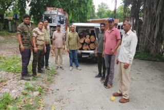 WOOD SMUGGLER ARRESTED