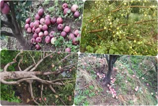 Villagers worried about loss of apple crop due to heavy rain in Arakot Bangan area of ​​Uttarkashi