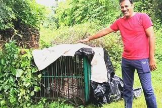 Panther roaming in Nathdwara