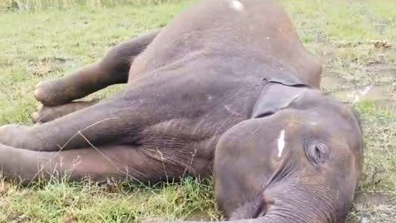 baby elephant body