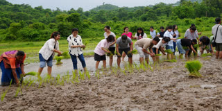 Harvesting Fodder For Elephants in Nagaon