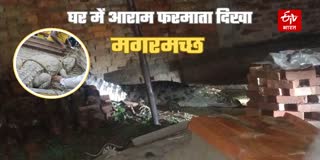 रात में घर में घुसा विशालकाय मगरमच्छ