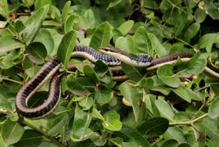 PANNA BRONZEBACK TREE SNACK