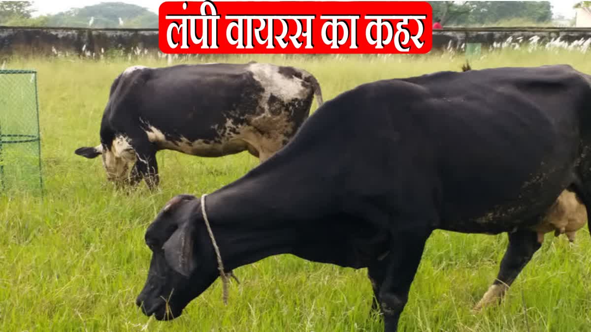death of cattle due to lumpy virus