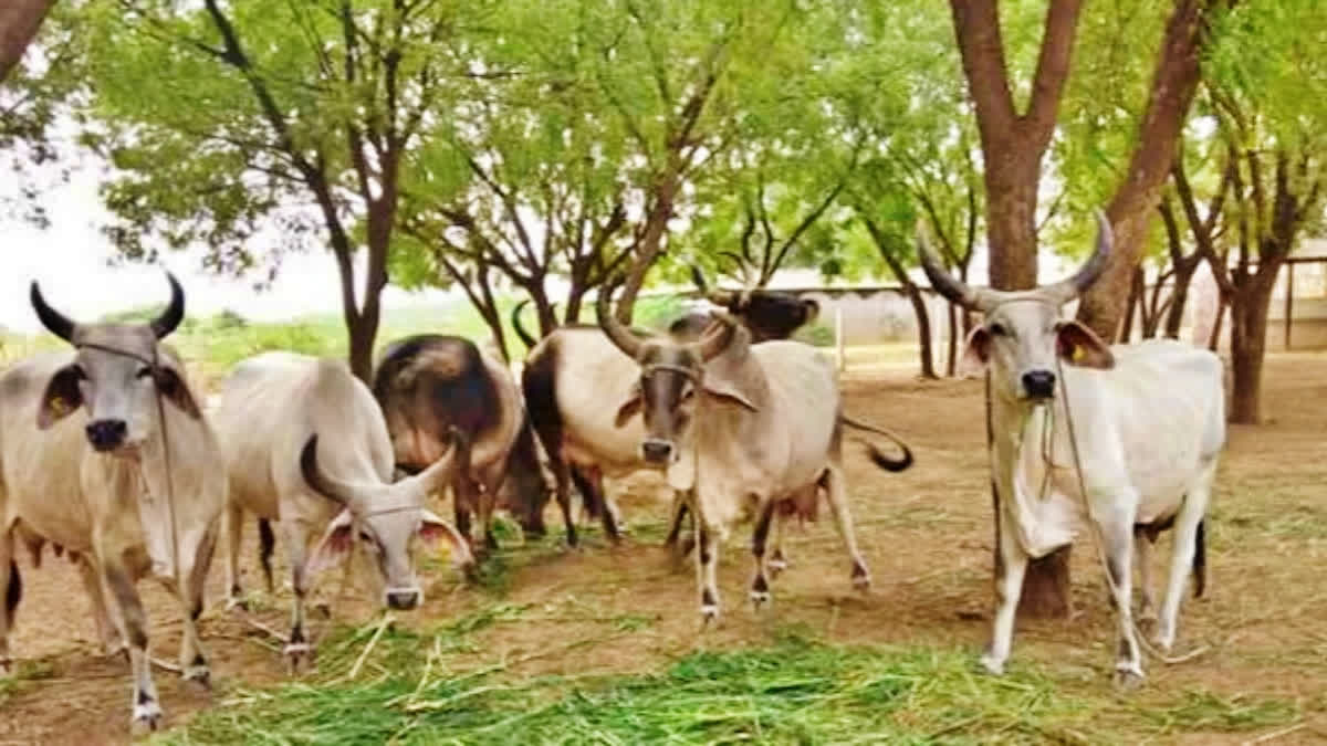 Several districts in Jharkhand are reeling under lumpy virus infections leading to the deaths of more than 1,000 bovines. The virus has wreaked havoc in districts such as Chatra, Garhwa, Palamu, Latehar, Sahibganj, Godda, Dumka, Gumla, Ramgarh, and Hazaribagh during the last one week.