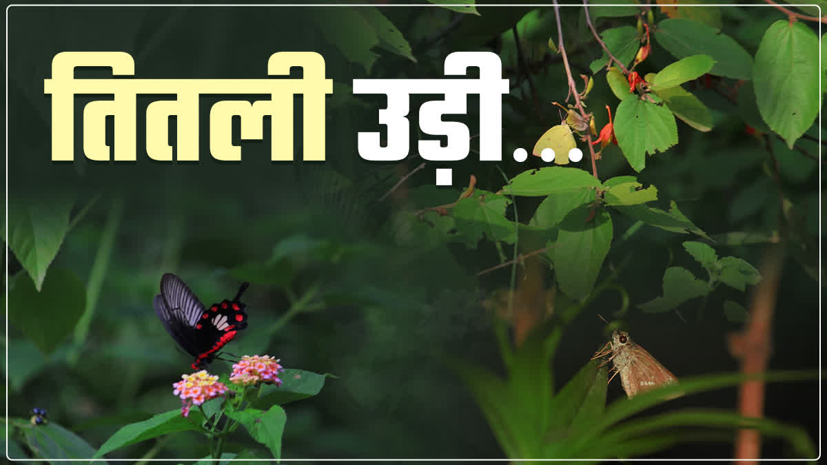 Jabalpur Butterfly Month