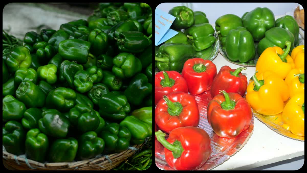 Capsicum Benefits