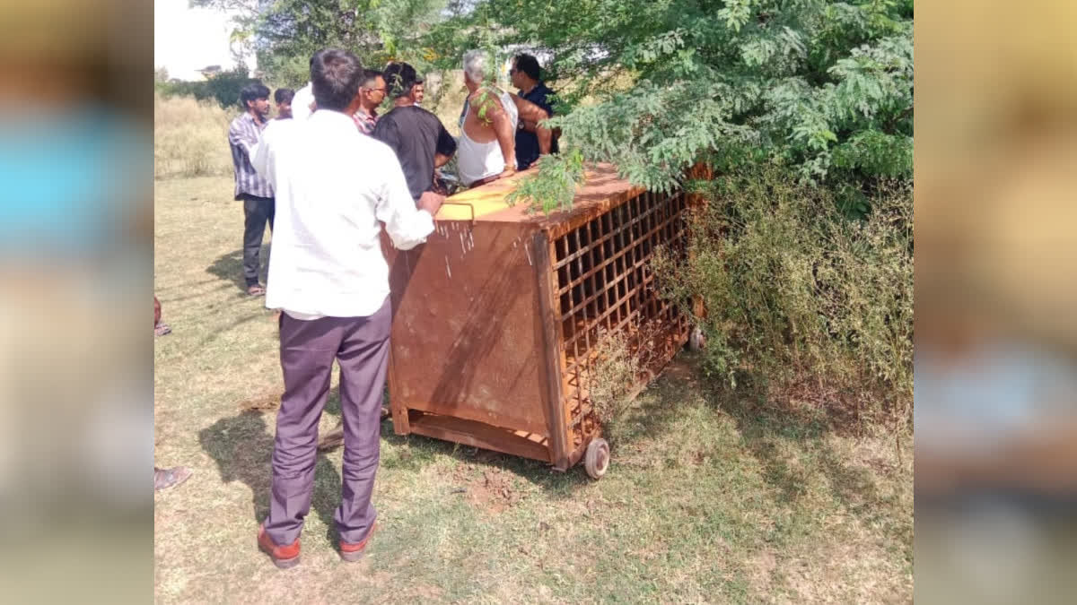 panther movement in residential areas of Bhilwara, cages installed in the area