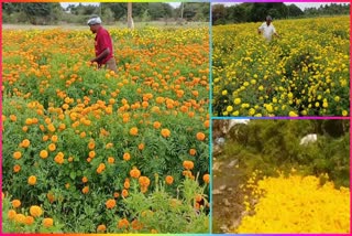 Marigold_Farmers_Gets_Loss