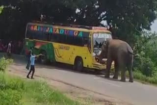 Elephant attacks bus in Andhra Pradesh village passengers narrowly escape