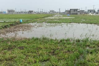 YSRCP_leader_cultivation_in_Jagananna_layout_in_Guntur_District